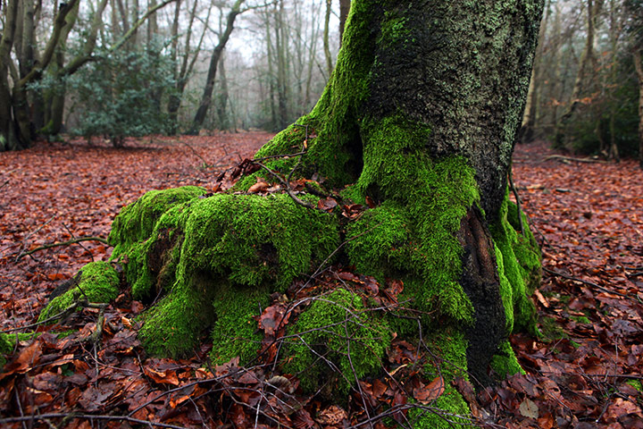 2010 year in environment: A cold, grey january day in Epping Forest