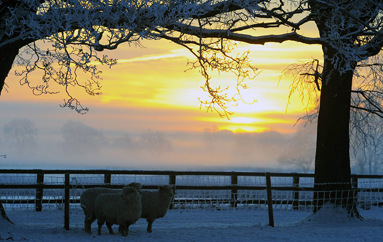 More Snow: Sheep stand in a snow covered field in Burton Grange