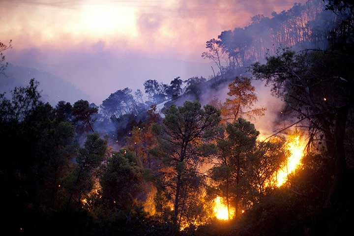 Israel Forest Fires: A section of forest burns during a wildfire in Beit Oren, Israel