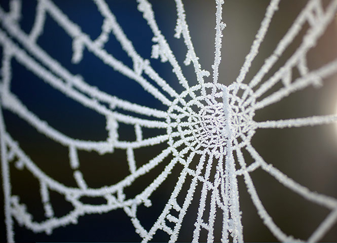 24 hours in pictures: Frost clings to a spider's web around Pickmere Lake