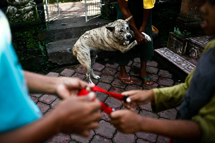 24 hours in pictures: An owner bringing his dog to be vaccinated during an outbreak of rabies