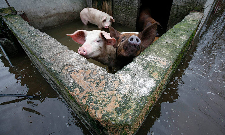 24 hours in pictures: Pigs stand in a flooded pen in the village Berislavci near Podgorica