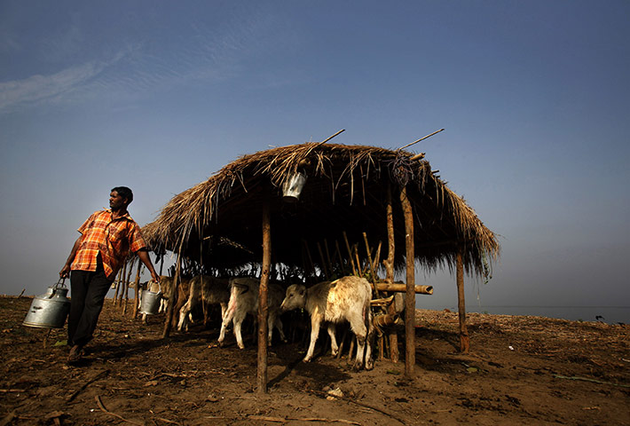24 hours in pictures: Gauhati, India: Dairy farmer Bimal Kalita