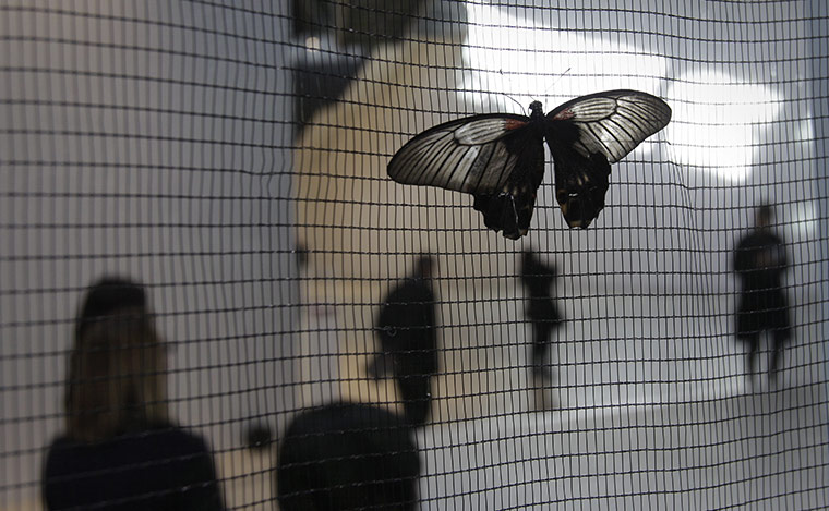 24 Hours: A butterfly on the wall of the butterfly house created by Bik Van der Pol