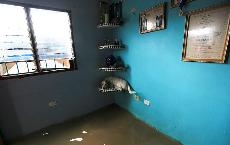 24 hours in pictures: A dog lies on a shelf in a flooded house in Rio Chico