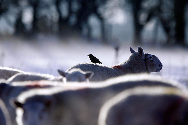 24 hours in pictures: A starling perches on the back of a sheep in Glenravel Glen