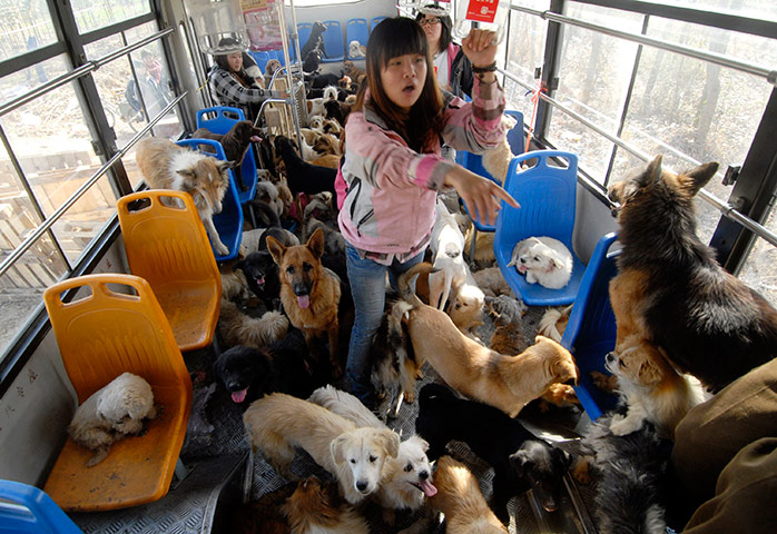 24 hours in pictures: Chinese volunteers keep order in a bus transferring dogs