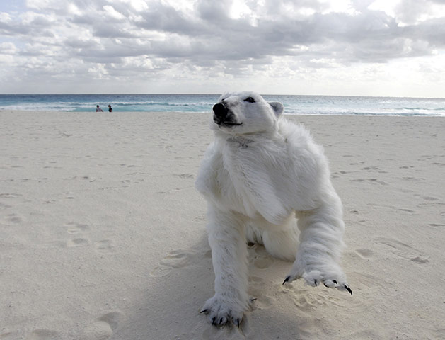 COP16 protest: An activist from Sierra Club in Cancun