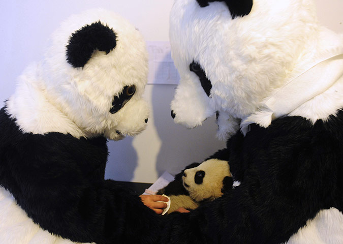 24 hours: Researchers dressed in panda costumes 