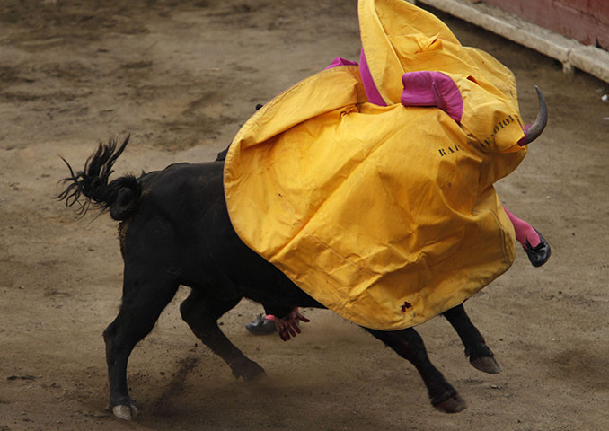 24 hours: A bull's horn is seen through the capote in Lima