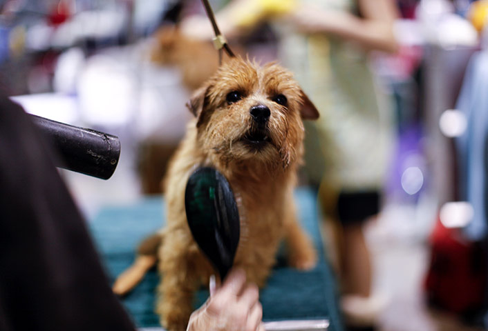 24 hours: AKC/Eukanuba National Championship dog show 