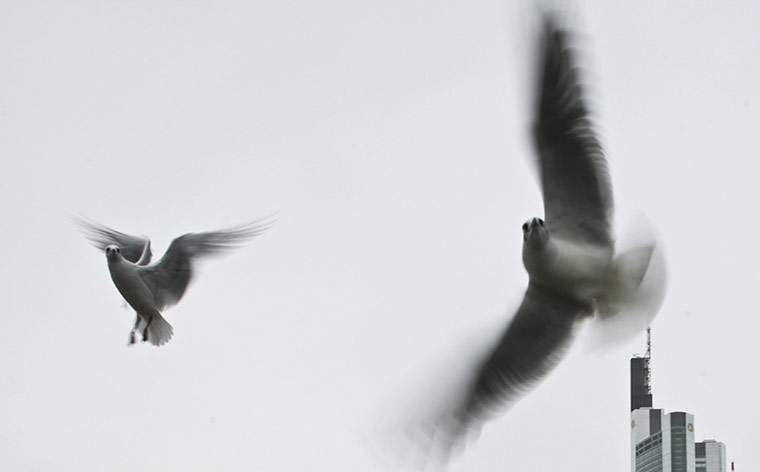 24 hours: Seagulls fly in front of the Commerzbank headquarters in Frankfurt