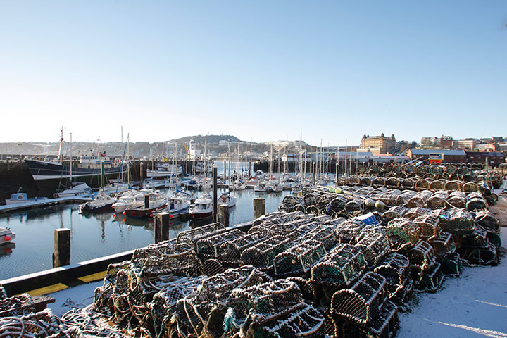 Snow and frost: Winter Scene