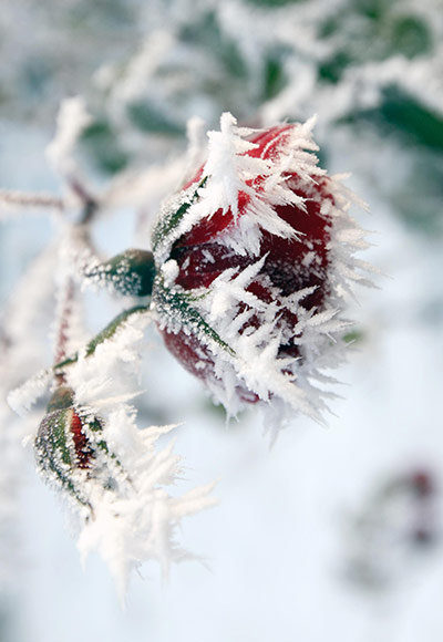 Snow and frost: Winter weather Dec 6th