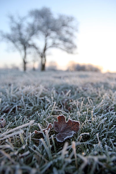 Cold snap continues: A frosted leaf on the ground  in Toft, Cambridgeshire