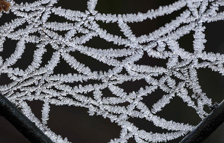 Cold snap continues: Frost covers a spider's web on a freezing morning in Chester