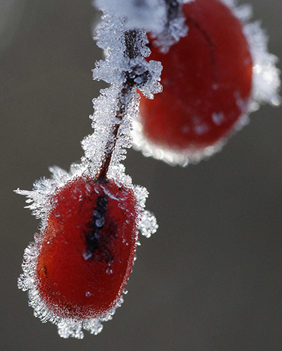 Cold snap continues: Frost covered berries are seen on a freezing morning in Chester