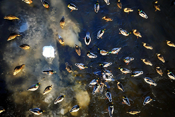 Freezing weather: Ducks fight for bread on the River Kelvin in Glasgow, Scotland