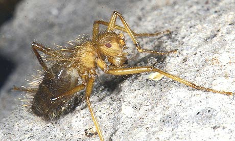 Mormotomiya hirsuta also known as the'terrible hairy fly'
