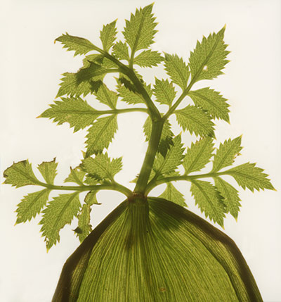 Gallery 11/12: work by Garry Fabian Miller