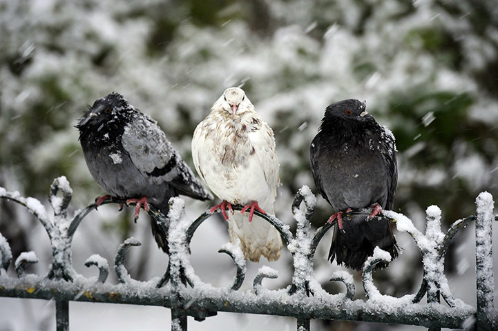 24 hours in pictures: Pigeons in snow Paris