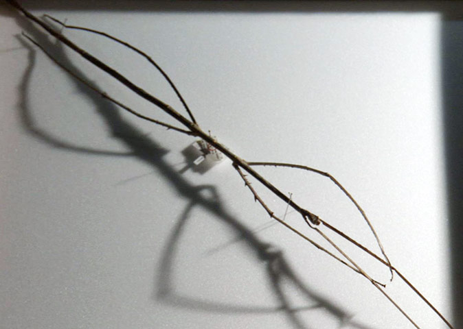 Decade Of Discovery: The longest stick insect 