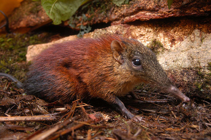 Decade Of Discovery: Roveroelephant-shrew
