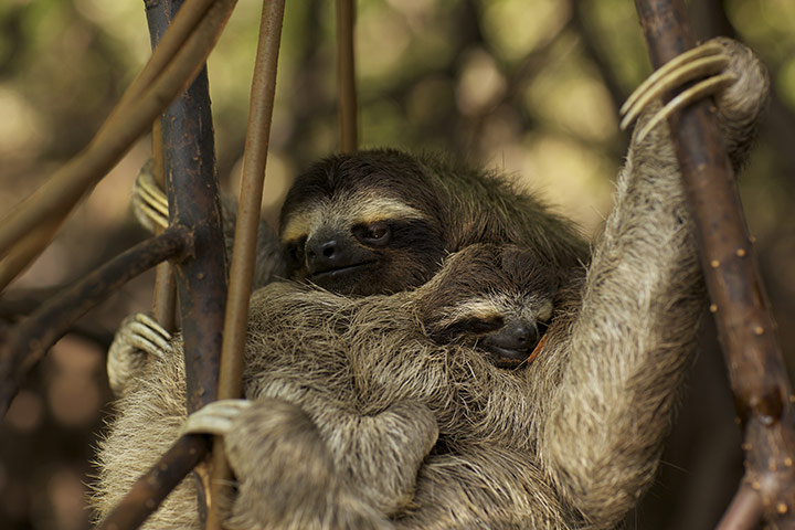 Decade Of Discovery: A pygmy three-toed sloth and its baby