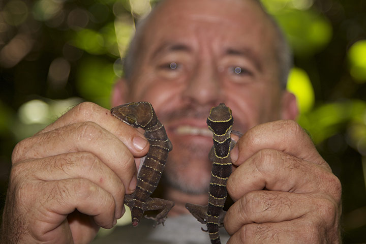 Decade Of Discovery: Langkawi Island bent-toed gecko