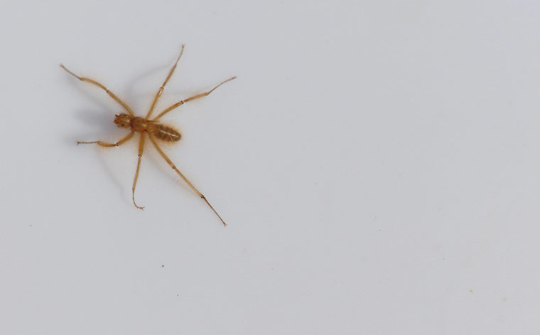 week in wildlife: A Mormotomyia hirsuta 