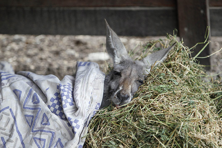 week in wildlife: A kangaroo rests after receiving treatment 