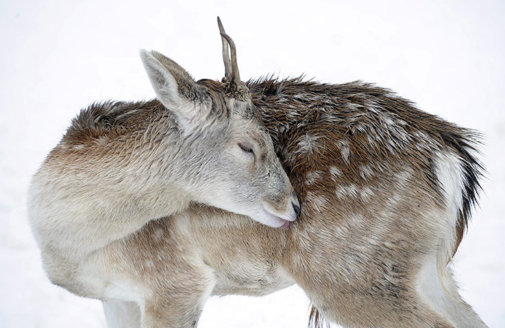 week in wildlife: Winter weather Dec 4th