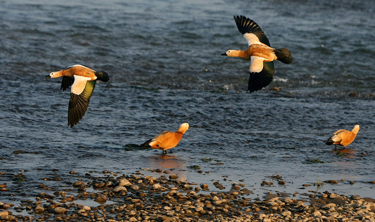 week in wildlife: Ruddy Shelduck 
