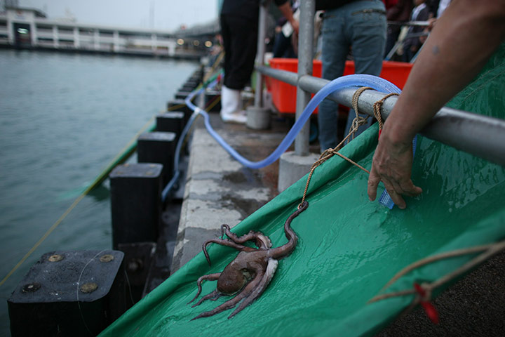 week in wildlife: An octopus is released by a group of Buddhists into Victoria harbour