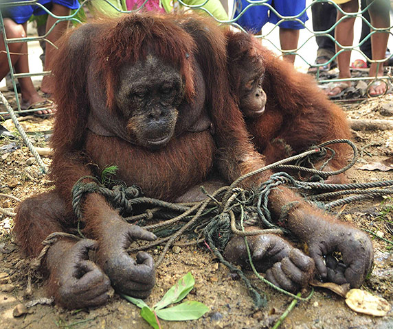 week in wildlife: Orangutans are tied to the ground as villagers look, Indonesia