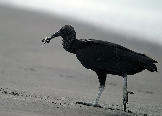 week in wildlife: A vulture catches a baby olive ridley sea turtle, Costa Rica