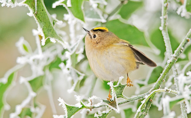 Big Garden Birdwatch 2010: Flickr group: