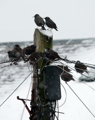 Big Garden Birdwatch 2010: Flickr group: