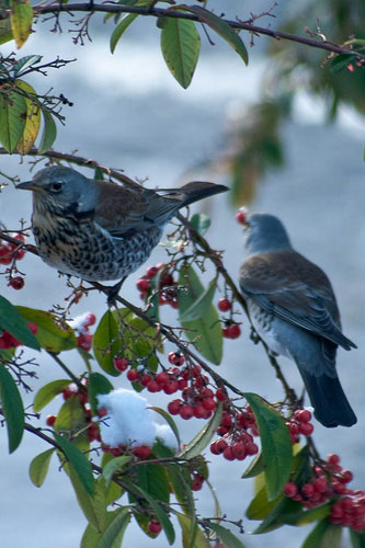 Big Garden Birdwatch 2010: Flickr group: 