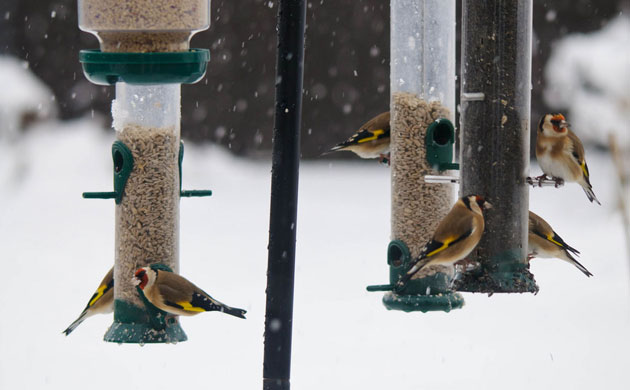 Big Garden Birdwatch 2010: Flickr group: 