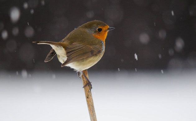Big Garden Birdwatch 2010: Flickr group: 