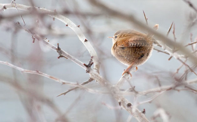 Big Garden Birdwatch 2010: Flickr group: 