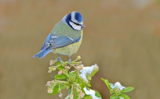 Big Garden Birdwatch 2010: Flickr group: 