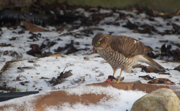 Big Garden Birdwatch 2010: Flickr group: 