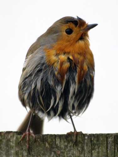 Big Garden Birdwatch 2010: Flickr group: 