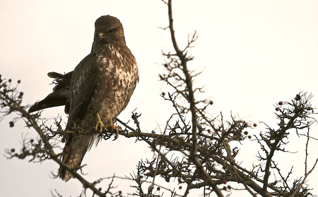 Big Garden Birdwatch 2010: Flickr group: 