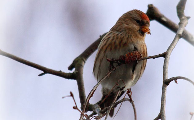 Big Garden Birdwatch 2010: Flickr group: 