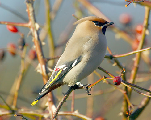 Big Garden Birdwatch 2010: Flickr group: 