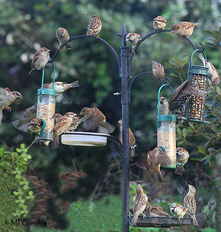 Big Garden Birdwatch 2010: Flickr group: 