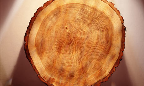 Tree rings have historically correlated well with changes in temperature, but that relationship has broken down in the past half century. The reasons are still debated among scientists. Photograph: Getty